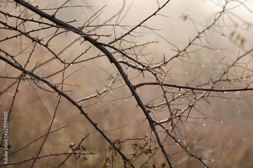 Branches in fog