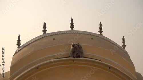 Some langur monkeys are playng on a rooftop in Varanasi, India.