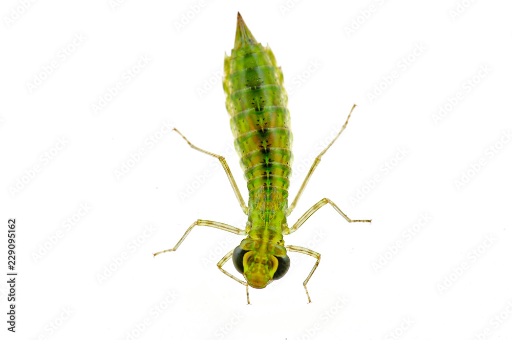 Dragonfly larvae isolated in the white Dragonfly larvae isolated in the white