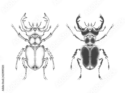 Vector illustration with hand drawn stag beetle. Two variants of insect: outline and silhouette. In realistic style. © nadezhdash