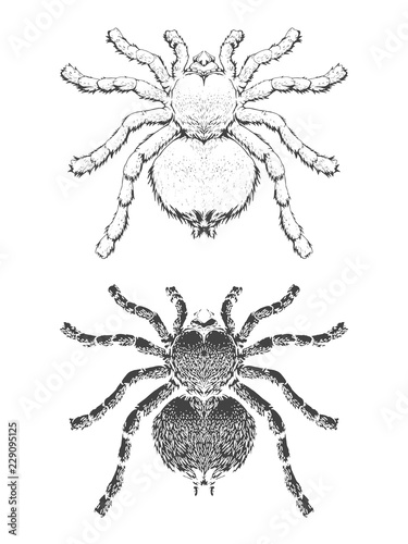 Vector illustration with hand drawn spider. Two variants of insect: outline and silhouette. In realistic style.