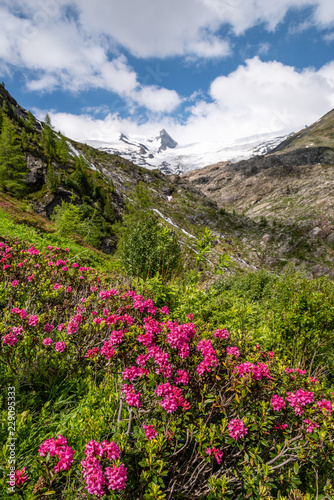 Gletscher am Gro  venediger Osttirol Innergschl     im Sommer mit bl  henden Almrosen