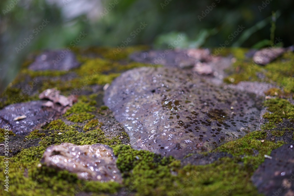 A small hickory grows on the pathway.