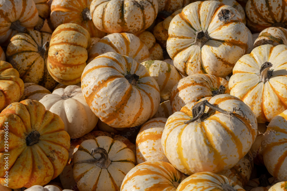 more little white pumpkins with orange stripes more little white pumpkins with orange stripes