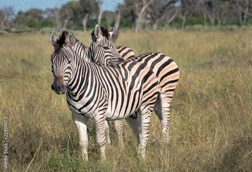 Zebra, Okavango Delta, Botswana