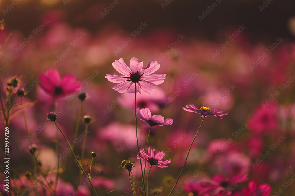 Cosmos flower (Cosmos Bipinnatus) with the light from the sun in the morning Cosmos flower (Cosmos Bipinnatus) with the light from the sun in the morning