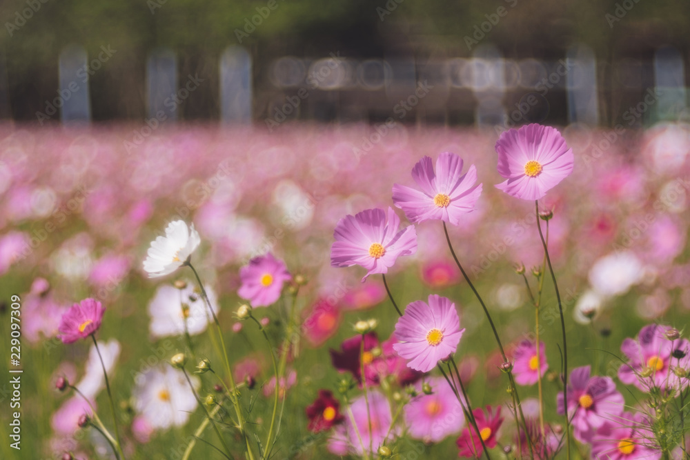 Cosmos flower (Cosmos Bipinnatus) with blurred bokeh background Cosmos flower (Cosmos Bipinnatus) with blurred bokeh background