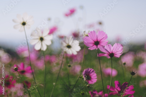 Cosmos flower  Cosmos Bipinnatus  with blurred bokeh background