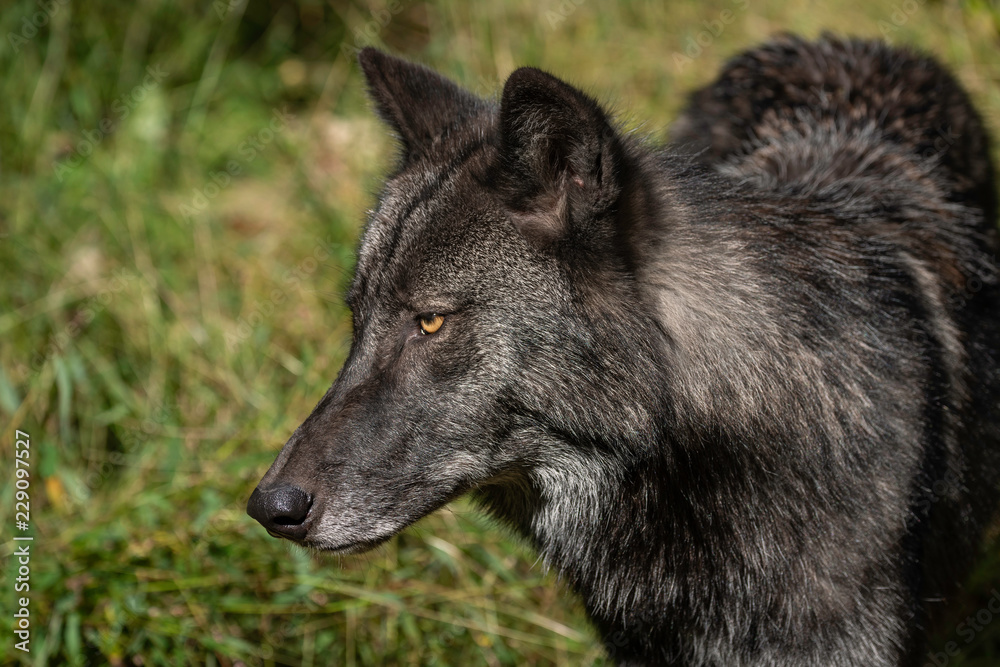 Naklejka premium Beautiful Timber Wolf (also known as a Gray Wolf or Grey Wolf) with Black and Silver Markings