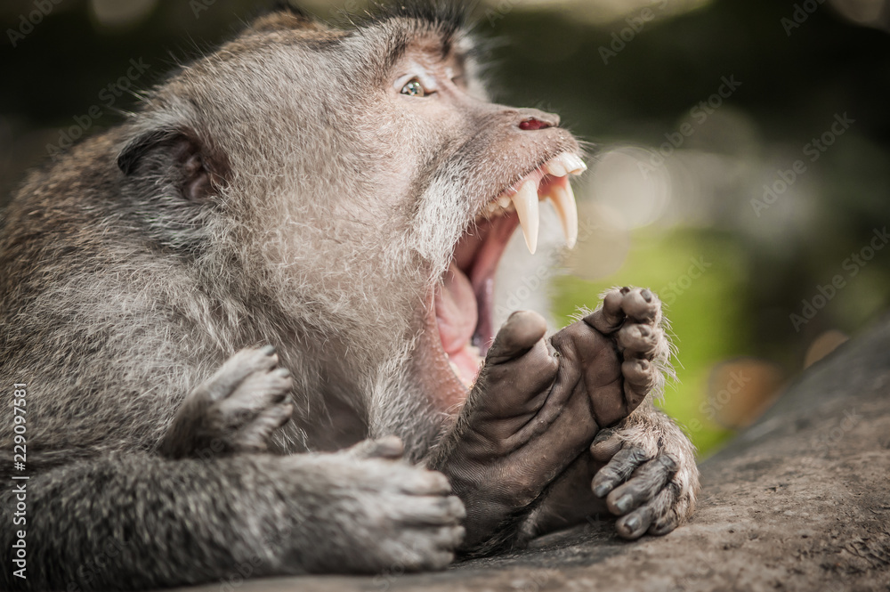 Obraz premium Zamknij się krzyczeć makak małpa w świętym lesie małp