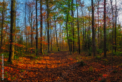 Vibrant Fall Colours in an Ontario Provincial Park