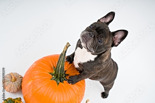 French bulldog and pumpkins on white background     © Studio13lights