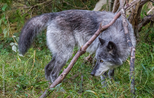 Black wolf stands frames under a branch
