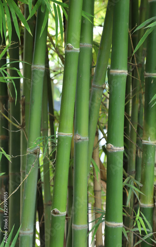 Vertical view of bamboo trees in the forest. The natural art background and template.