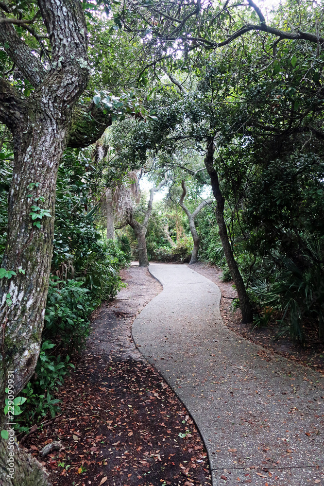 Fototapeta premium The Path