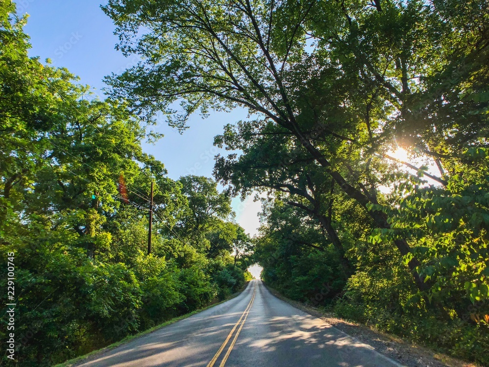 Fototapeta premium road in the forest