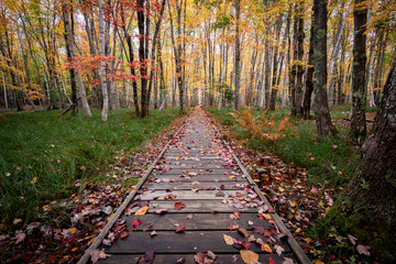 Autumn Boardwalk Covered in Leaves 