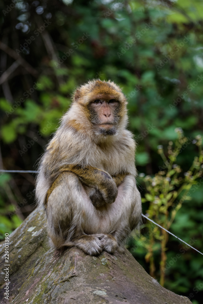 Closeup portrait of a barbary macaque