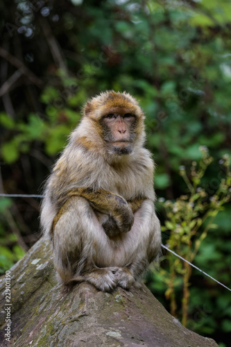Closeup portrait of a barbary macaque © Thorsten Spoerlein