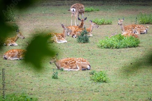 Herd of Dybowski deer in a field photo