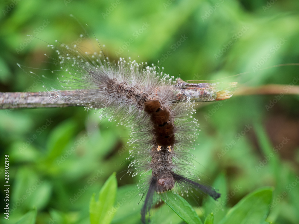 caterpillar of butterfly. fluffy caterpillar macro insect