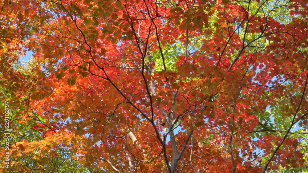 autumn leaves autumn leaves
