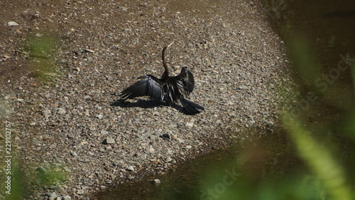 Oriental Darter spotted in Tabin Widlife Reserve, Borneo photo