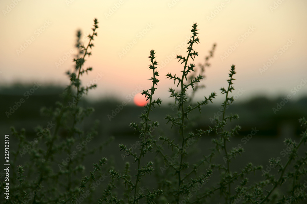 Image of the sunrise on the horizon. In the foreground are green plants. Cropped shot, blurred, background, outside