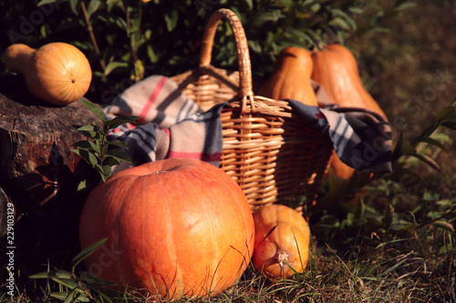 Holidays, halloween concept. Cropped shot of orange pumpkins for Halloween. Shot of a set of ripe pumpkins. photo