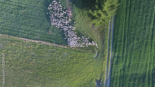 Herding flock of sheep through farm gate, New Zealand, aerial birds eye view