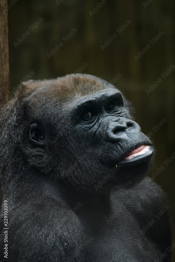 Closeup portrait of a lowland gorilla