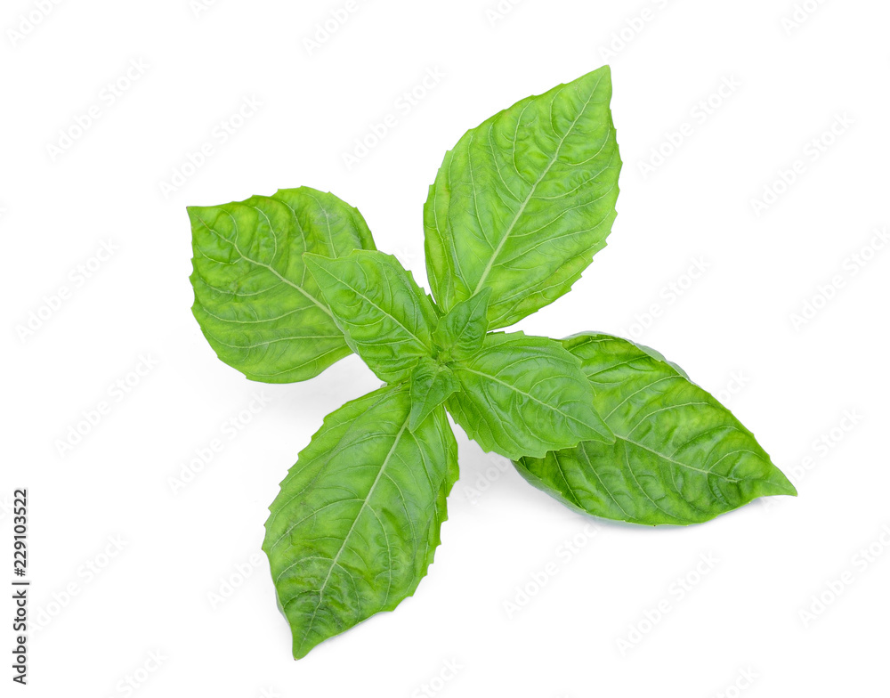 basil leaf isolated on white background basil leaf isolated on white background