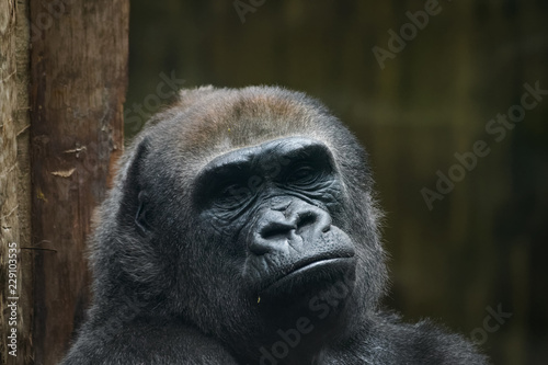 Fototapeta Naklejka Na Ścianę i Meble -  Closeup portrait of a lowland gorilla