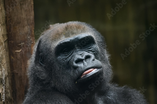 Closeup portrait of a lowland gorilla © Thorsten Spoerlein