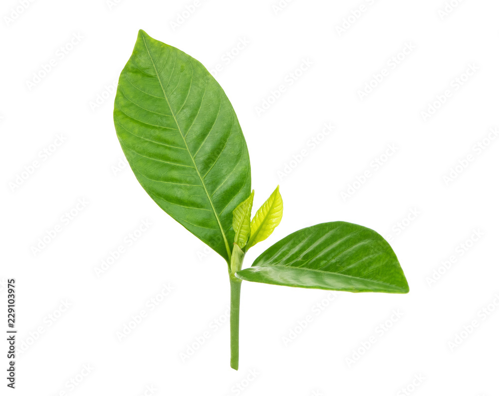 green leaf isolated on white background green leaf isolated on white background