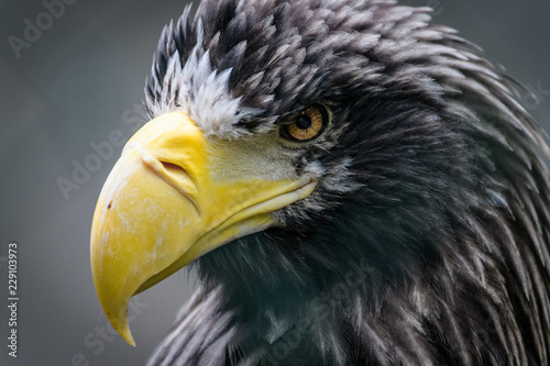 Closeup portrait of a Steller s sea eagle