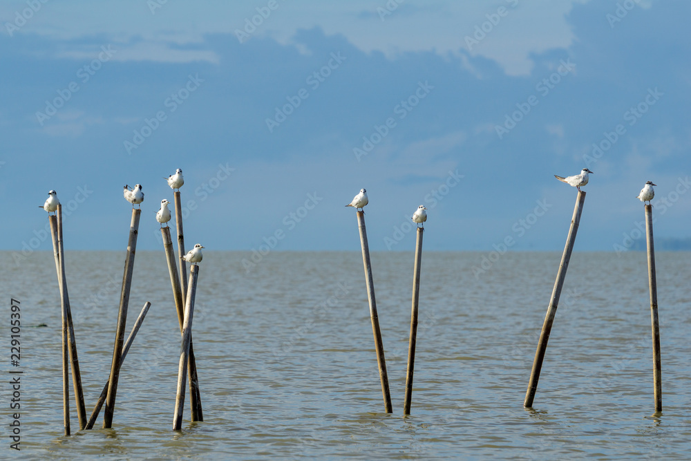 Group of birds sitting on the bamboo perch at lake Thale Noi, Phatthalung, Thailand.
