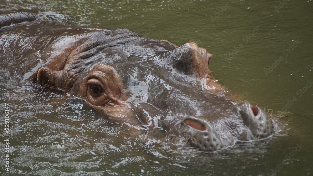 Hippopotamus in National Zoo of Malaysia Hippopotamus in National Zoo of Malaysia