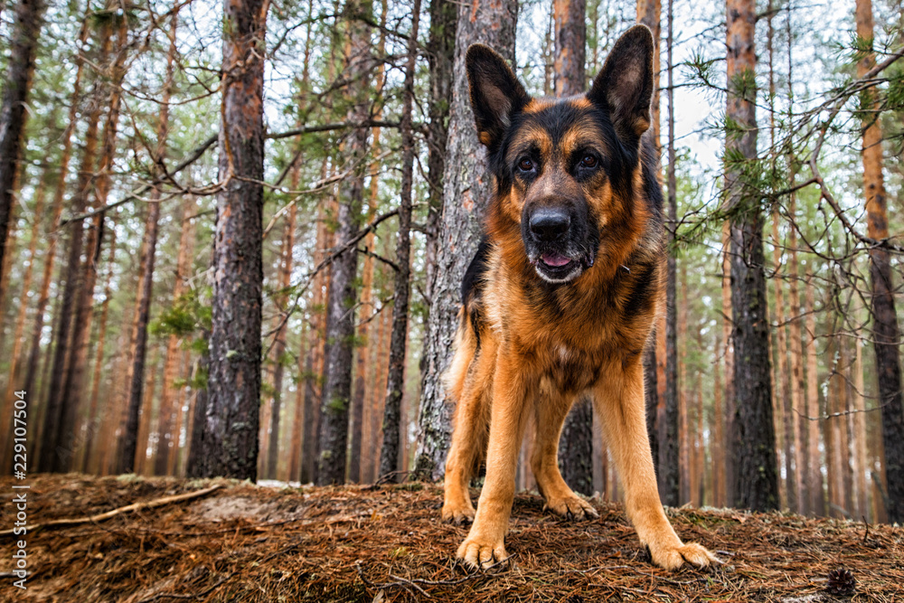 Dog German Shepherd in the forest in an early spring