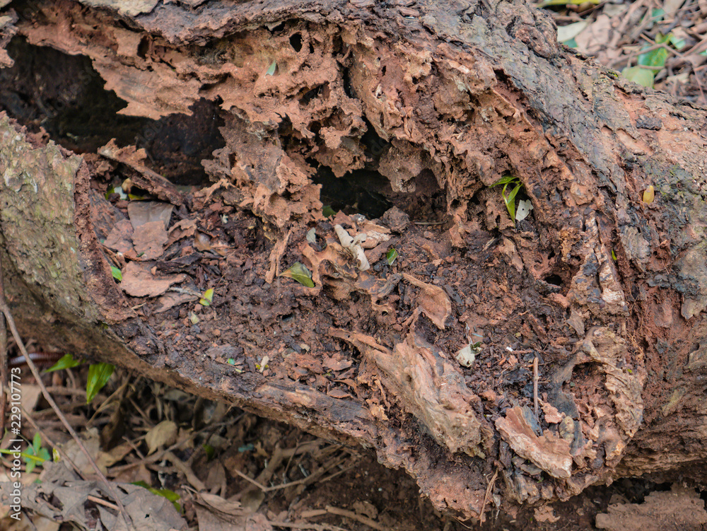 Close up broken tree in the mountain forest Close up broken tree in the mountain forest