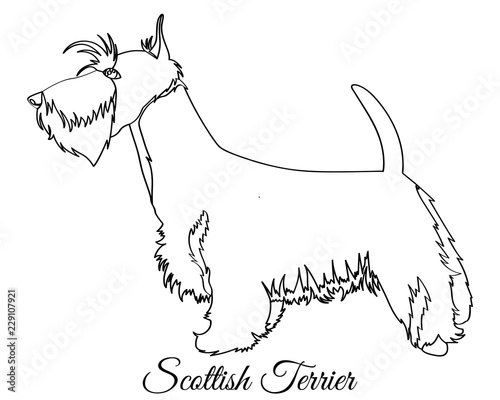 Scottish terrier dog coloring