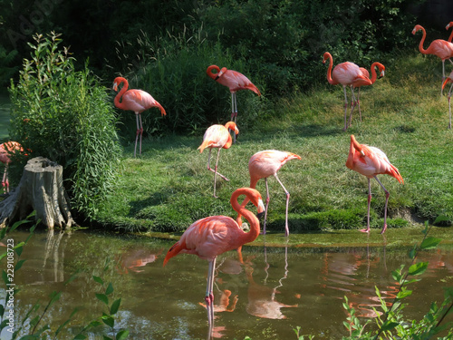 group of pink flamingos