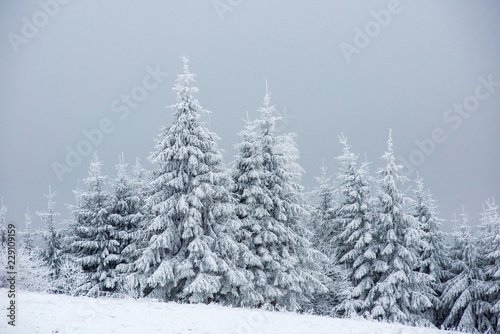 Christmas background, snow covered forest in winter