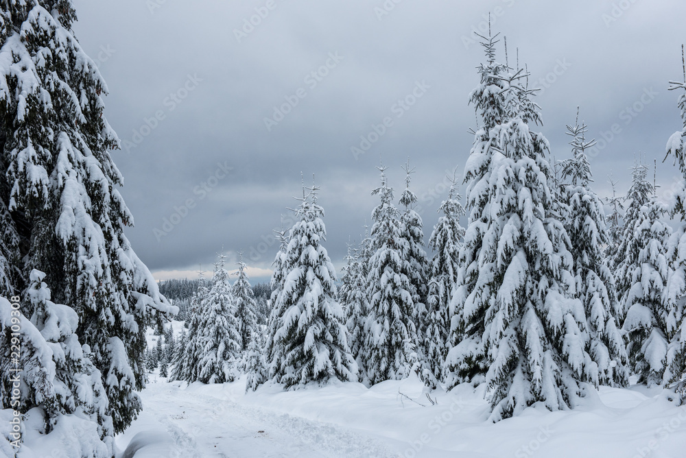 Fototapeta premium Snowy fir trees at winter
