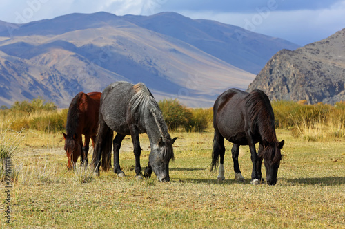 Horses grazing in his village at Western Mongolia