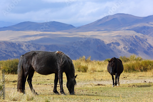 Horses grazing in his village at Western Mongolia