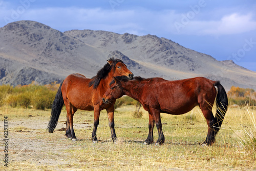 Horses grazing in his village at Western Mongolia