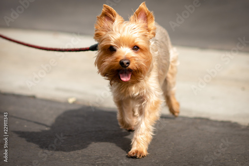 Yorkshire Terrier Walking on a Leash