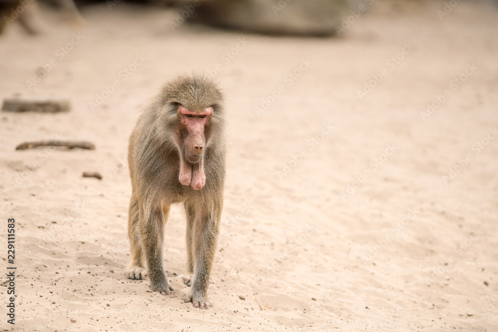 an Beautiful baboon an Beautiful baboon