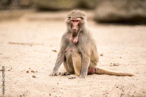 an Beautiful baboon